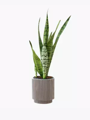 product-image-6_optimized